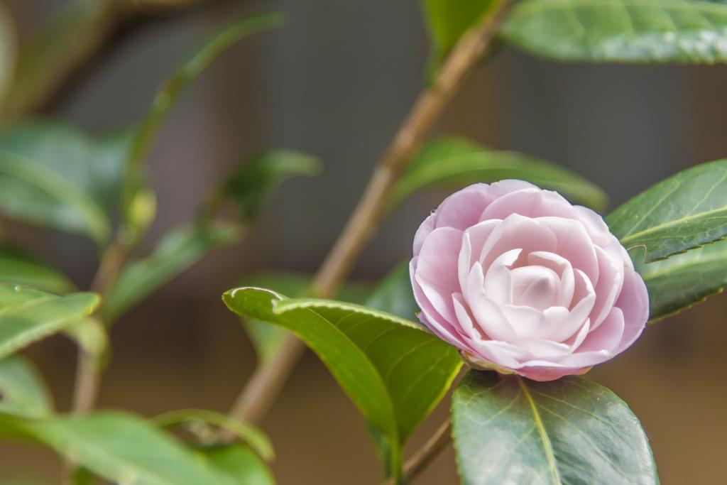 Utsunomiya Grand Hotel Eksteriør billede